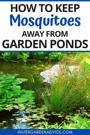 Garden Ponds Floating Pond Plants