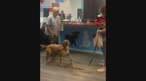 Enforcing denver county animal ordinances. St Louis Shelter Dog Bowie Gets Adopted 9news Com