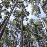 Image result for Eucalyptus Trees For Sale In Uganda
