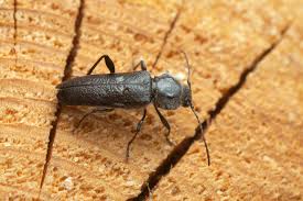 learn about wood damaging insects