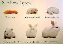 Growing Rabbit Life Bunny Care Rabbit