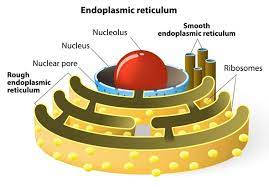 Learn the difference between smooth endoplasmic reticulum and rough endoplasmic reticulum. The Endoplasmic Reticulum And Golgi Body What S The Difference