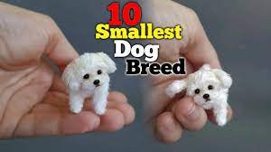 top 10 small dog breed easily