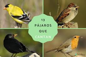 13 pájaros que cantan nombres fotos
