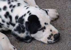 My dalmatian puppy with his heart shaped nose. Dalmacademy S Dalmatians Breed Faults