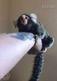 Maybe you would like to learn more about one of these? Female Marmoset Monkey For Sale Exotic Animals Aberdeen Uk Buyer Animals Classified Ads In Britain
