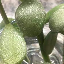 They are among the easiest houseplants to care for, but if you have limp jade plant leaves, it's time to take a close look at how you water the plant. Cuttings From Jade Plant Crassula Ovata Transfer From Water To Soil Gardening Forums