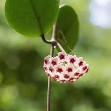 ¡atrae la biodiversidad a tu hogar! Hoya Carnosa O Flor De Cera La Madreselva