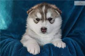 Husky puppies are loyal dogs who love their families. Droll Cheap Husky Puppies For Sale Mn L2sanpiero