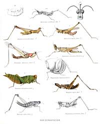 With our rhino grasshopper tutorials, you can learn grasshopper faster and easier!learning to think parametrically is rhino grasshopper tutorials. Eumastacoidea Wikipedia
