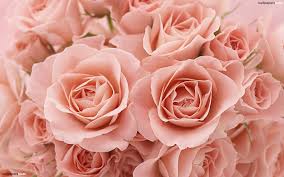 pink rose wallpaper 64 images