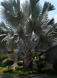 Palm Tree Lowveld South Africa