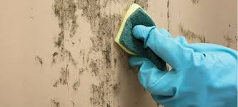 How To Get Rid Of Mould Naturally And