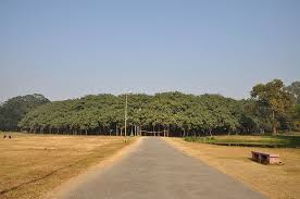 List Of Banyan Trees In India Wikipedia