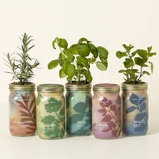 mason jar indoor herb garden