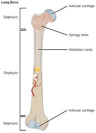 Fig.1 shows the labeled diagram of a long bone. Types Of Bone Biology For Majors Ii