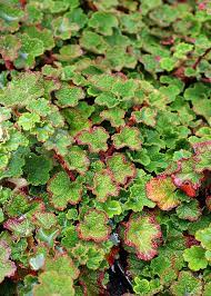 rubus calycinoides creeping raspberry