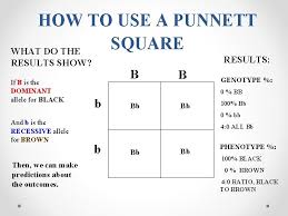 Using a punnett square properly will enable you to figure out potential offspring for any possible in addition, search online for a free tutorial on genetics to help you out, or even. T T Tt T Genetics Punnett Square T