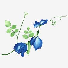 Belle Fleur De Pois Papillon Aquarelle Bleu PNG , Aquarelle, Fleur, Blanc Fichier PNG et PSD pour le téléchargement libre