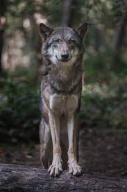 Alles over de wolf - Wolfspoot