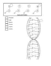 .hour _ dna replication coloring worksheet each time a new cell is made, the cell color the replication model on the second page. How You Make You Dna Protein Synthesis Free Coloring Sheet Tpt