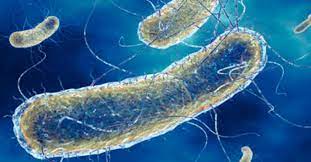 Legionellen sind stäbchenförmige bakterien, die im warmen wasser optimale lebensbedingungen vorfinden können. Willkommen Beim Kantonalen Laboratorium Legionellen In Duschwasser