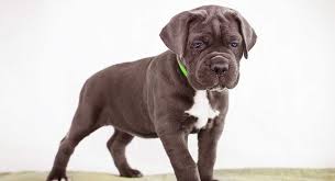 Best Puppy Food For Cane Corso Review And Tips To Help You