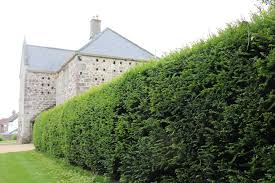 A living fence is a permanent hedge tight enough and tough enough to serve almost any of the depending on the plant or tree species you choose, living fences can provide food and medicine or. Screens Fences Trellis Walls Hedges Pod Easy Edible Gardening