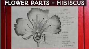 diagram of hibiscus fl parts