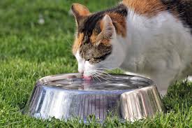 how to tell if your cat is dehydrated