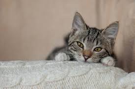 eye injuries in cats symptoms causes