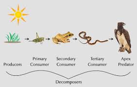 Image result for food chain