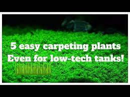 5 easy low tech carpeting plants for