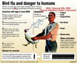 For these gene swaps to occur, a bird or human (or. Bird Flu Avian Influenza A H5n1 Biken Shrestha