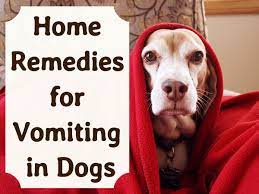 home remes for vomiting dogs