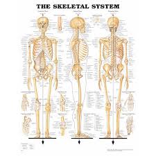 Skeletal System Chart Each