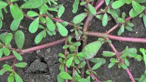 They grow in the same manner and often near each other, but spurge is thin and flat with teeny delicate leaves, while purslane is a succulent. Purslane Identification Youtube