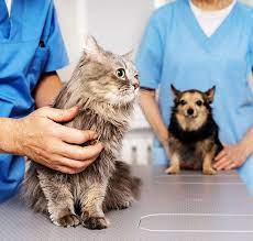 VetCheck Pet Urgent Care Center gambar png