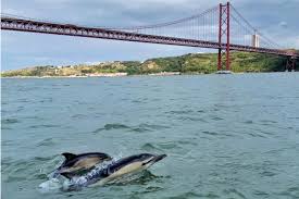 Oceanário de Lisboa convida a ver golfinhos no Tejo