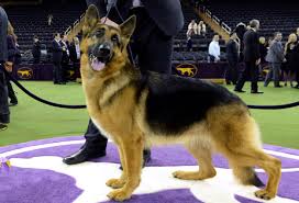 The 144th annual westminster kennel club dog show is about a week away. German Shepherd Wins Best In Show At Westminster Kennel Club Dog Show Westminster Dog Show German Shepherd Dogs