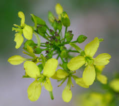 Erucastrum nasturtiifolium – Wikipédia, a enciclopédia livre