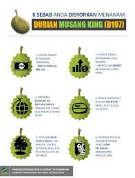 Including the famous musang king, claimed to be the best cara menanam durian,teritorial tanaman,sambung pucuk durian,durian kaki ganda,cantuman durian. 6 Kelebihan Menanam Pokok Durian Musang King D197 Some Bullet For Your Head