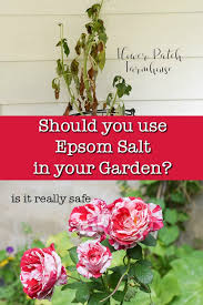 epsom salt for plants don t go there