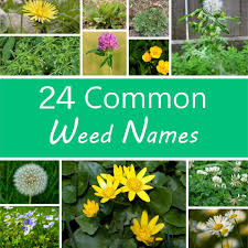 Check spelling or type a new query. A Guide To Names Of Weeds With Pictures Dengarden