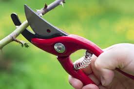 secateurs which ones are best for you