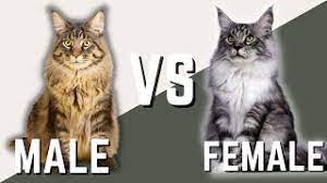 male maine cat vs female maine