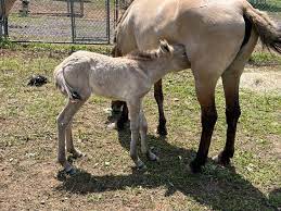A Lucky Break: How One Przewalski's Horse Filly Beat the Odds |  Smithsonian's National Zoo and Conservation Biology Institute