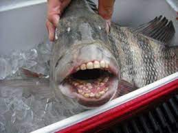 Рыбак из США поймал карася с зубами, как у человека (фото)