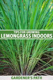 tips for growing lemongr indoors