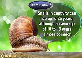 fact snails in captivity can live up